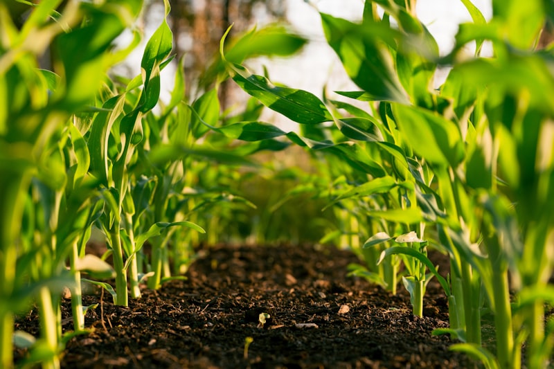 Indian farmer using sustainable farming techniques in Maharashtra